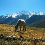 Langtang Valley Trek: 10 days